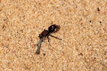 Velvet Ant (Ephutomorpha Ferruginata) South Australia