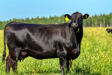 A Black Angus Cow Grazes On A Green Meadow.