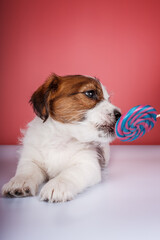 Poster - Jack russel terrier puppy with candy
