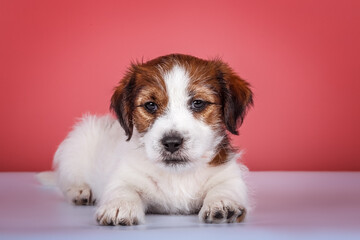 Wall Mural - Wire-haired white&tan jack russel terrier puppy