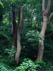 Wall Mural - tree trunk and green leaves in the forest.
