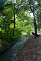 Wall Mural - small flowing creek under green trees.