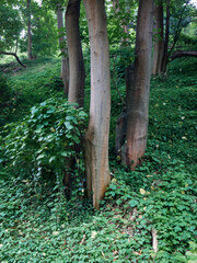 Wall Mural - tree trunk and green leaves in the forest.