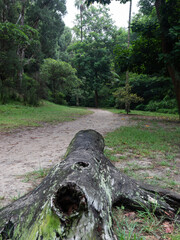 Wall Mural - a tree log and dirt trail into the woodland.