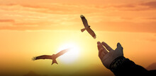 Man Hand Open And Eagles Bird Fly On Sunset.