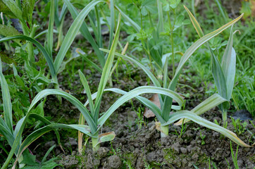 the ripe green garlic plant growing in the farm.