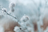 Fototapeta Dmuchawce - White prickly sharp frosty frost on the branches of trees. Winter day closeup, artistic background. Winter cold frozen nature macro, pastel colors, dramatic natural meadow and floral pattern
