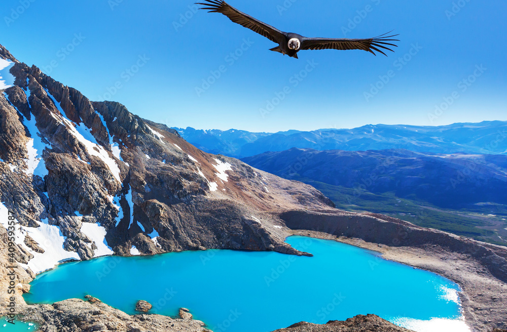 Condor in Patagonia - obrazy, fototapety, plakaty 