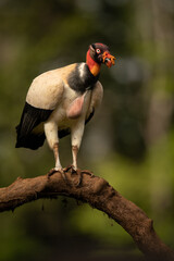 Wall Mural - king vulture perched on a log with a green mottled background.