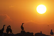 Cormorants against the sun