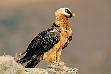 Sticker - An endangered bearded vulture (Gypaetus barbatus) perched on a rock, South Africa.