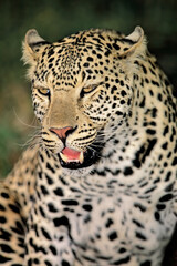 Wall Mural - portrait of a leopard (panthera pardus) in natural habitat, south africa.