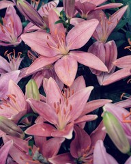  photo of artistic lilies flowers in the garden