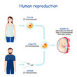 Sexual reproduction and human fertilization.