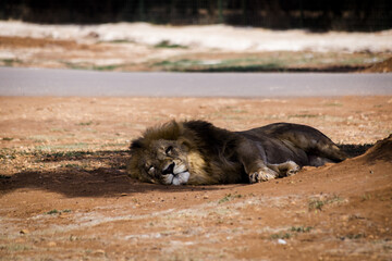 Poster - Lion lying on the ground