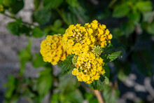 Yellow Lantana Flowers