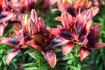 Close up Lilly blooming flower in the garden