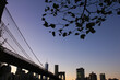 Brooklyn bridge and lower manhattan with tree top and colorful sky