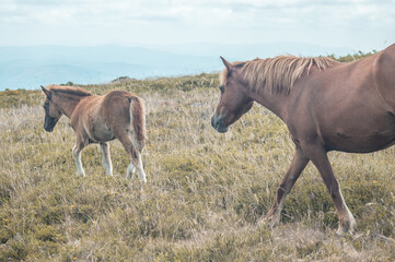 Canvas Print - Beautiful brown horses walking in the rocky mountain