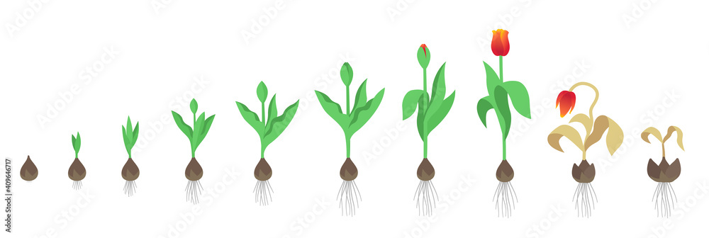 Tulip flower plant. Tulipa gesneriana. Growth stages. Growing period steps. Harvest animation progression. Fertilization phase. Cycle of life. Vector infographic set. - obrazy, fototapety, plakaty 