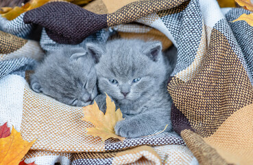 Two cute grey kittens sleep together covered warm plaid with yellow leaf