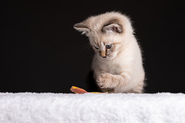 Wall Mural - Beautiful striped grey kitten with blue eyes playing with a leaf on long stem