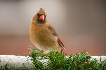 Close-up Of A Female Cardinal Looking