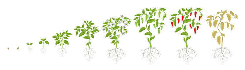 Wall Mural - Growth stages of Spicy chili pepper vegetable plant. Ripening period steps. Harvest animation progression. Fertilization phase. Vector infographic set.