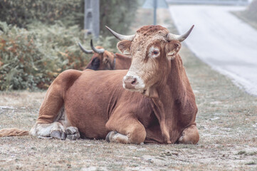 Wall Mural - Big brown cattle lying on grass near the road in a mountainous area