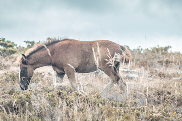 Poster - Brown donkey grazing in the field of rocky mountain against the bright sky