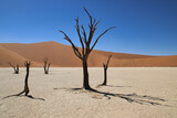 Fototapeta  - Deadvlei - Sossusvlei, Namibia, Africa