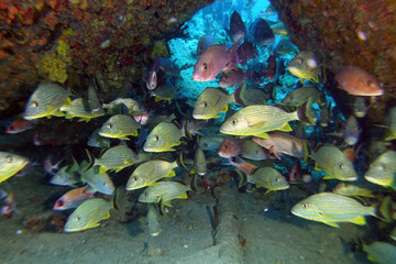 Diving in the Caribbean at the RMS Rhone, beautiful environment with beautiful animals, the ship sank 1867 at Salt Island and 123 people lost there lives, 