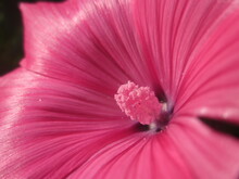 Macro Of Pink Flower