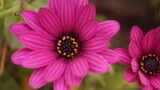 Fototapeta Kosmos - close up of pink flower
