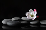 Fototapeta Desenie - Spa stones and pink flowers on black background.
