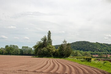 Ploughed field and trees