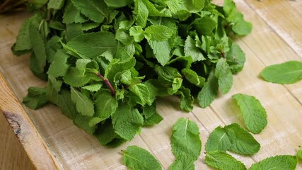 Wall Mural -  Single bunch of fresh picked spearmint with single leaves in front