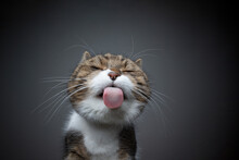 Tabby White Cat Licking Glass Table Sticking Out Tongue Making Funny Face With Copy Space