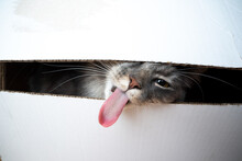 Funny Picture Of A Cat Sticking Out Long Tongue Looking Through A Gap