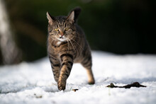 Tabby Cat With Snaggletooth Walking On Snow Outdoors Looking At Camera