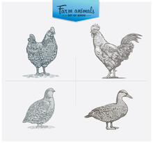 Set Of Illustrations Of Four Birds: Chicken, Rooster, Quail, And Duck. Illustrations In The Style Of Engraving.