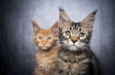  two different colored maine coon kittens side by side in front of gray concrete background with copy space