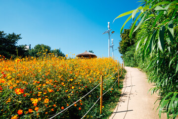 yellow cosmos flower field at olympic park in seoul, korea