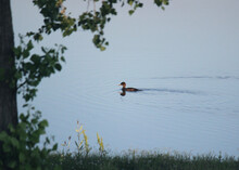 Lone Duck On Lake