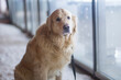 © Александр Поташев - Walking with a dog in winter on a city street. Golden Retriever.