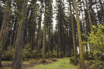  Conifer forest. Idyllic scenery at Rothaar Mountains in Northrhine-Westphalia, Germany