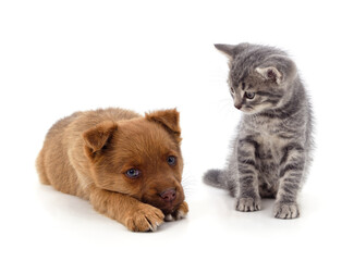 Canvas Print - Little cat and puppy.