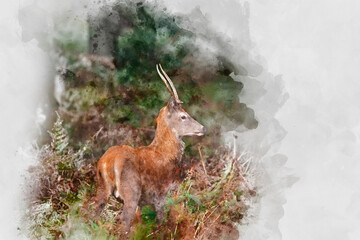 Wall Mural - digital watercolor painting of beautiful image of red deer stag in vibrant golds and browns of autum