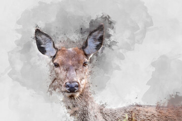 Wall Mural - digital watercolor painting of beautiful image of red deer doe in vibrant gold and brown woodland la