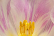 © PeWi - inside tulip flower head, extreme macro view, copy space
